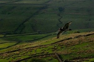 Curlew in full flight over the meadow - Dieter Figge Mohr at Swaledale Country Holidays