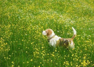 Sherman enjoying the wild flower meadow - Bev Fisher at Swaledale Country Holidays