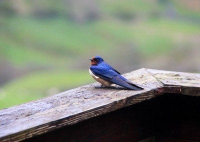 Swallows are annual visitors